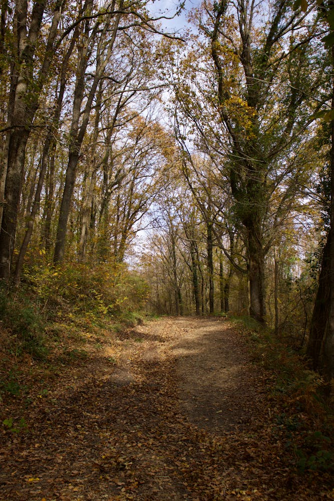 The Path of Self-Discovery: SIDDARTHA Journey