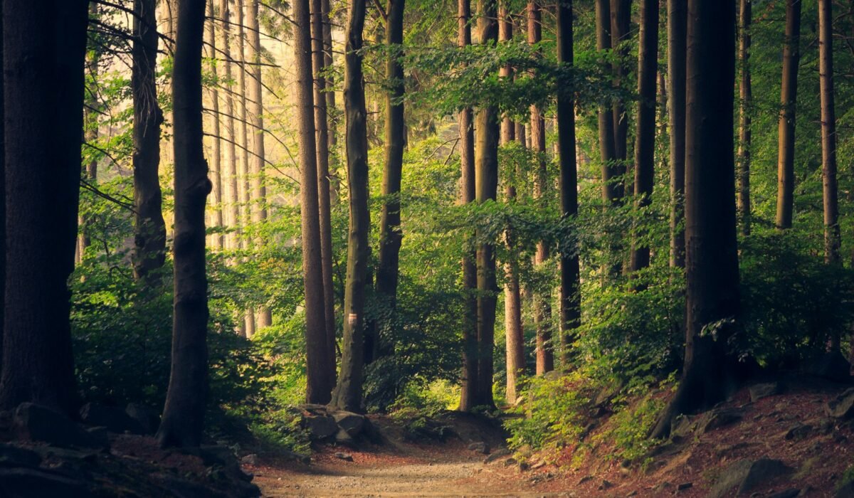 Sunlight through a dense green forest canopy, suggesting literature's relationship with the physical environment.