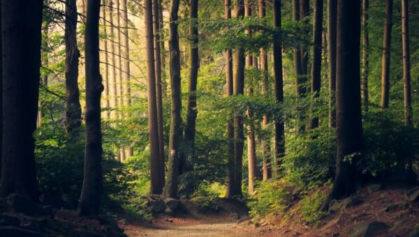 Sunlight through a dense green forest canopy, suggesting literature's relationship with the physical environment.